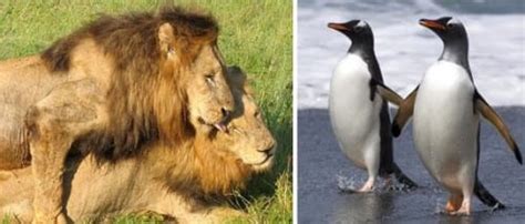 Zoo Presenta Recorrido Sobre La Homosexualidad En Animales Espiritu Gay