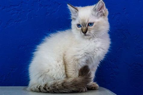 They are playful, social, healthy, intelligent, curious and we don't have any oriental kittens available at the moment, but, we hope to welcome some beautiful kittens later. Long Haired Siamese Kittens For Sale Near Me
