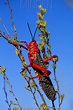 Red Locust stock photo - Minden Pictures