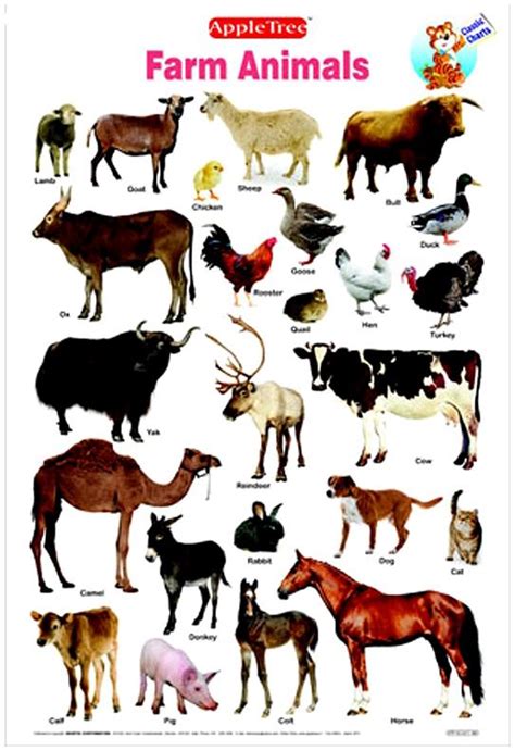 What Is The Meaning Of Domestic Animals Animals Picture Animal
