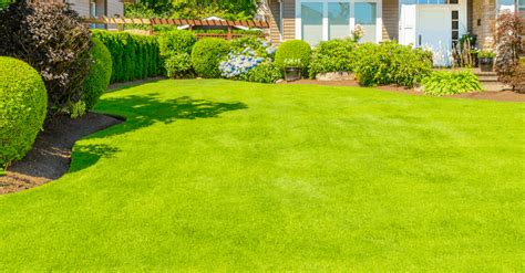 Everything You Need To Know To Have The Greenest Grass Around