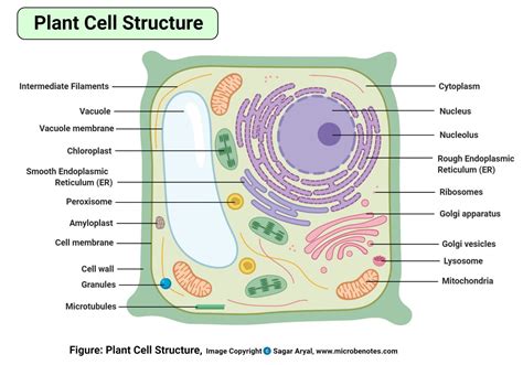 Cells Alive Animal Cell Worksheet Answer Key Cells Alive Worksheet