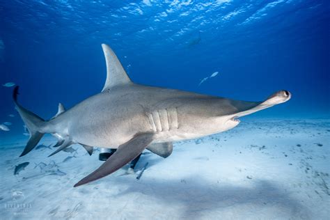 Shark Research Experience In Bimini Bahamas Great Hammerheads