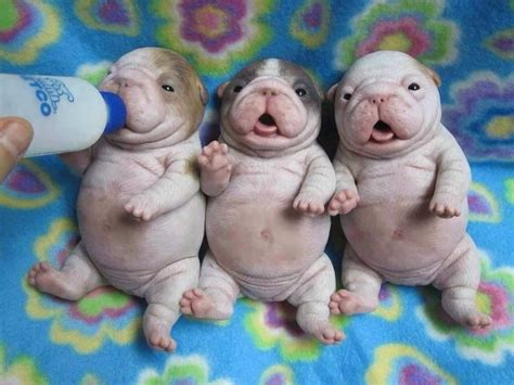 Cutest Picture Ever Animals And Pets Funny Animals Fat Puppies