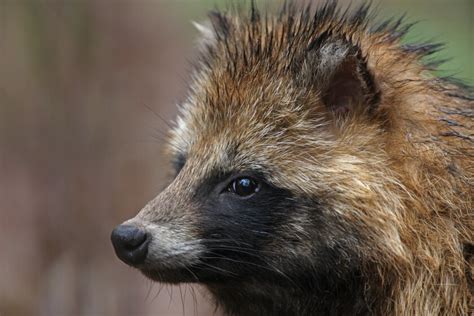 Untold Story That Time When Asian Raccoon Dogs Nearly Invaded