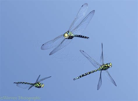 Pin By Melinda Edge On Dragonflies Dragonfly Photography Dragonfly