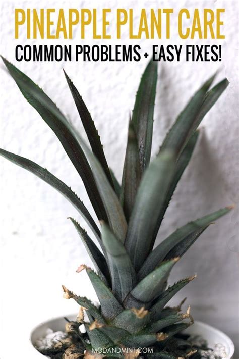 Pineapple Plant Care How To Grow Your Own Pineapple Houseplant
