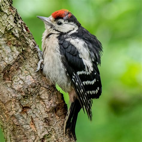 Juvenile Great Spotted Woodpecker By Tomkeet Pentax User