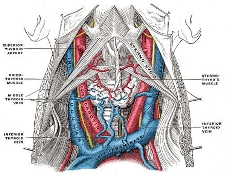 Common Carotid Artery Radiology Reference Article Radiopaedia Org