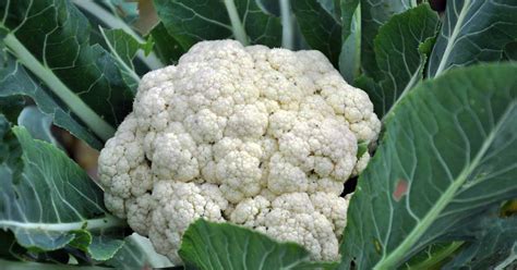 How To Successfully Grow And Harvest Cauliflower Gardener
