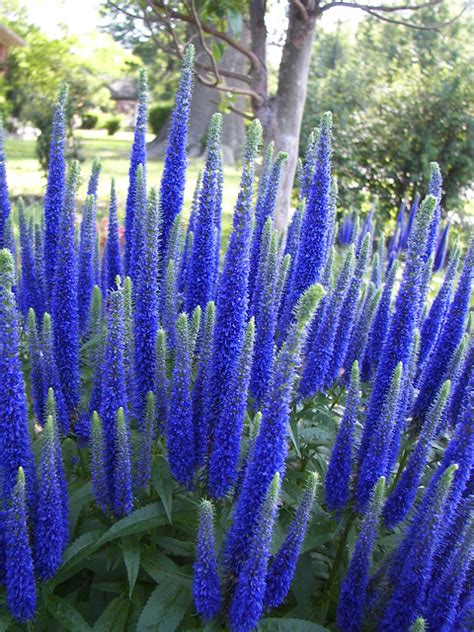Its large tall purple blooms can add loads of color to an outdoor space. spike speedwell 'royal candles' | Flickr - Photo Sharing!