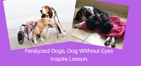 Paralyzed Dogs Dog Without Eyes Inspire Lesson Lara Loves Good News