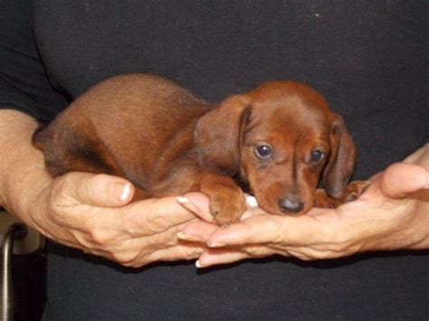 Akc Registered Female Red Smooth Coat Miniature Dachshund Puppy C For