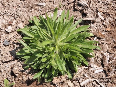 Horseweed Plant