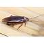 Winter Insects  That Love Damp Dark Places