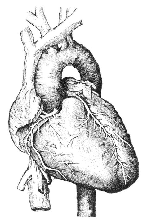 Pin By Luciie On Anatomical Hearts Medical Drawings Human Anatomy