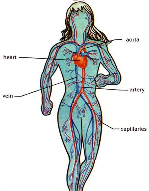 Circulatory System Unit 4 The Human Body Pinterest Circulatory