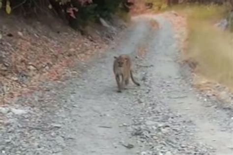 Video Shows Hikers Terrifying Encounter With Cougar Stalking Him On Trail