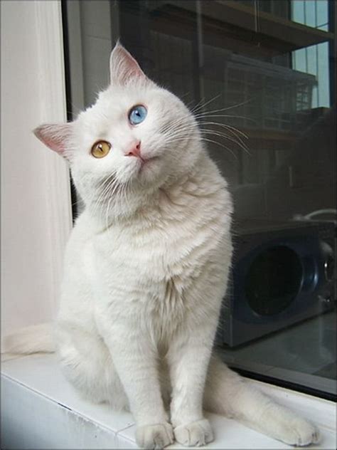 White Cat With Two Different Color Eyes Photos