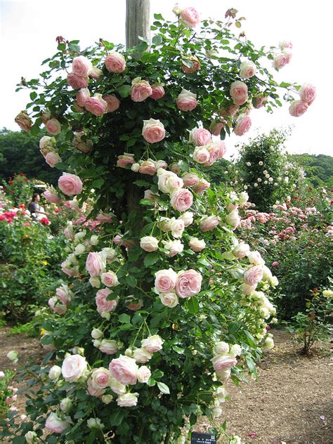 Rosa Pierre De Ronsard02 Rosa Eden Wikipedia Climbing Roses