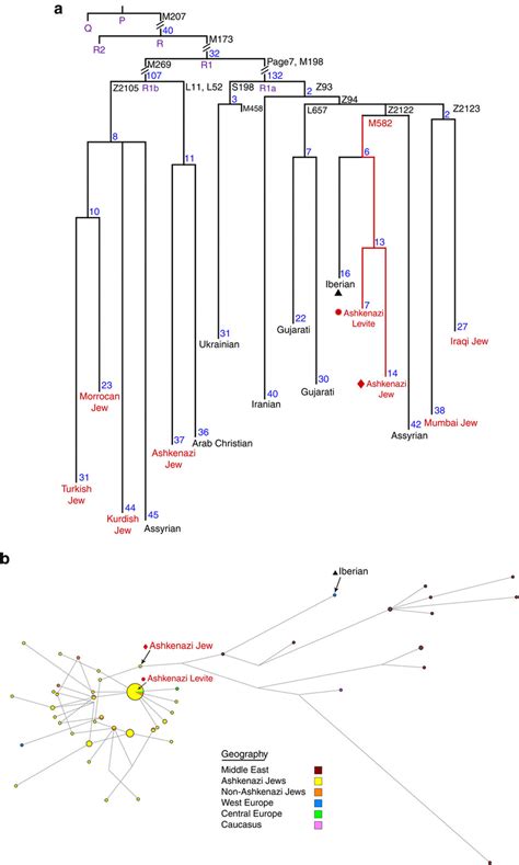 Y Chromosome Haplogroup R1 Phylogeny And Haplogroup R1a M582 Str Download Scientific Diagram