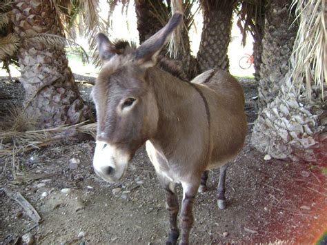 Filedonkey Equus Asinus In Kalamiaris Palm Forest Panayoudha