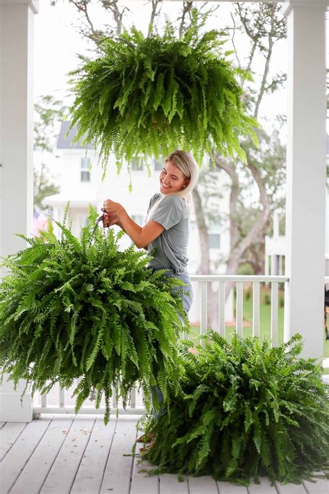 Woman Holding Healthy Ferns On A Porch Porch Plants Hanging Plants