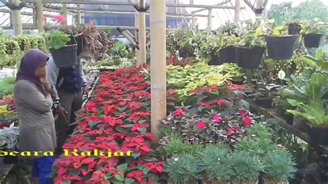 Salah satu bunga hias paling populer di beragam kalangan, bunga hydrangea begitu diharapkan. Simak! 42+ Jual Tanaman Bunga Hidup Terbaru - Informasi ...