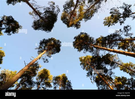 Slender Tree Trunks Hi Res Stock Photography And Images Alamy