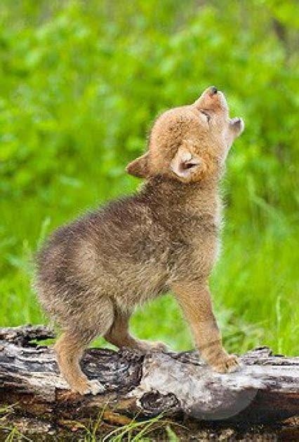 Photolove Cute Baby Wolf Shout ~ Lovely Cool Photo Of The Day