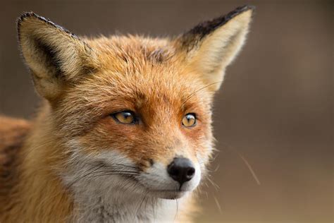 Foxy Face Red Fox Portrait Photograph By Roeselien Raimond Fine Art