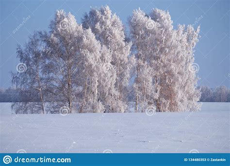 Birch Trees Under Hoarfrost In Snow Field In Winter Season Stock Image