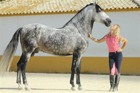 Andalusian Hunk Gris Andalusian Dapple Horses Spanish Hd