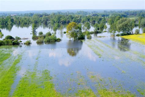 Flooding can actually help the health of river ecosystems • Earth.com