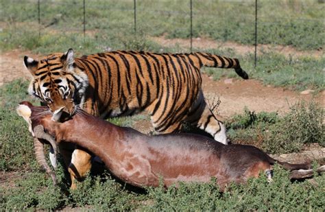 Ketemu Harimau Keep Calm Dan Lakukan Tips Handal Ini KASKUS