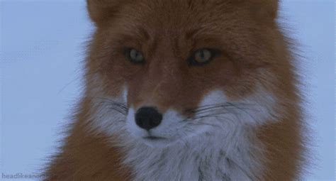 Red Fox  By Head Like An Orange Find And Share On Giphy