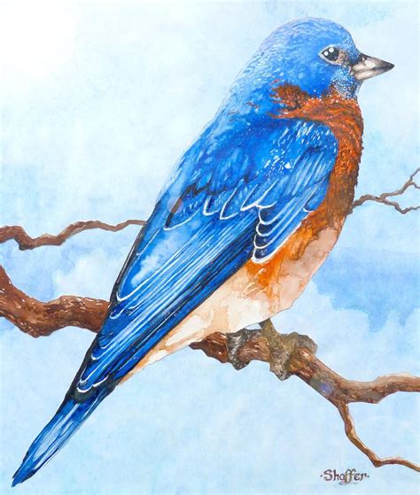 Blue Bird By Curtiss Shaffer Watercolor Bird Bird Prints Birds Painting