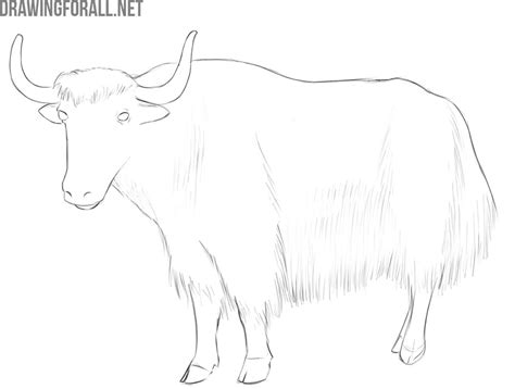 How To Draw A Yak