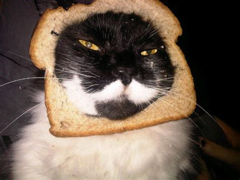 Breading Cats Is Latest Web Photo Fad Cbs News