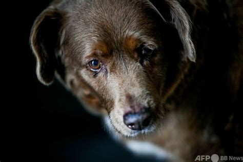 30歳の犬、世界最高齢に ギネス認定 写真17枚 国際ニュース：afpbb News