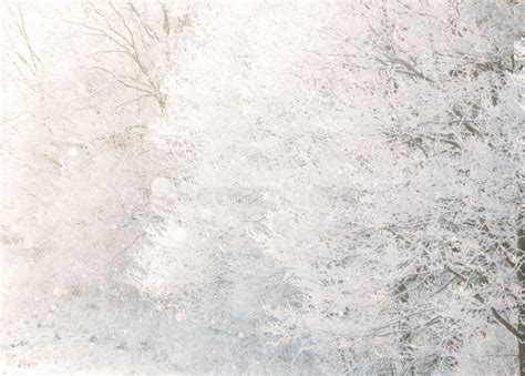 Beautiful Snowy White Forest In Winter Frosty Day Winter Woods Stock