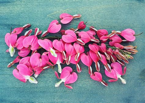 You are here currentlife2u » berita » 10 gambar gadis cantik mangsa torehan muka : Fantastis 11+ Foto Bunga Berdarah - Gambar Bunga Indah