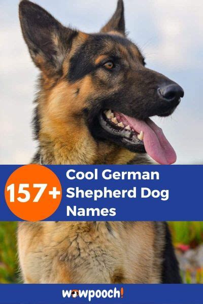 157 Cool German Shepherd Dog Names Wowpooch