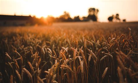 The meaning and symbolism of the word - «Harvest»