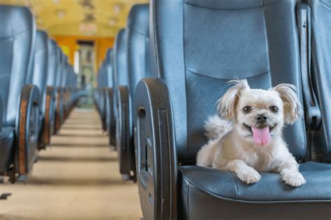 Paszport dla psa jak wyrobić ile kosztuje i co powinieneś wiedzieć o