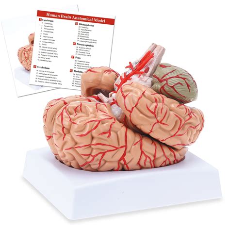 Buy Ronten Human Brain Anatomical Model Colored Brainanatomically
