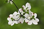 flowering-dogwood-blossoms - Virginia Pictures - Virginia - HISTORY.com