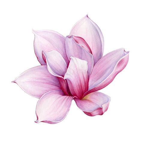 Black color magnolia flower pencil illustration. Watercolor tender pink magnolia flower illustration. Hand ...