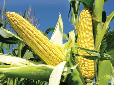 Yellow Corn Manufactureryellow Corn Supplier And Exporter From