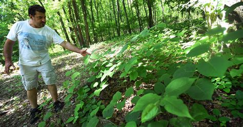 Invasive Plant Species Threaten New Jersey Landscape